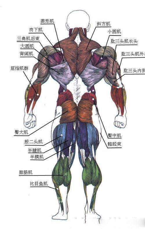 肌肉的力量及關節靈活度自測